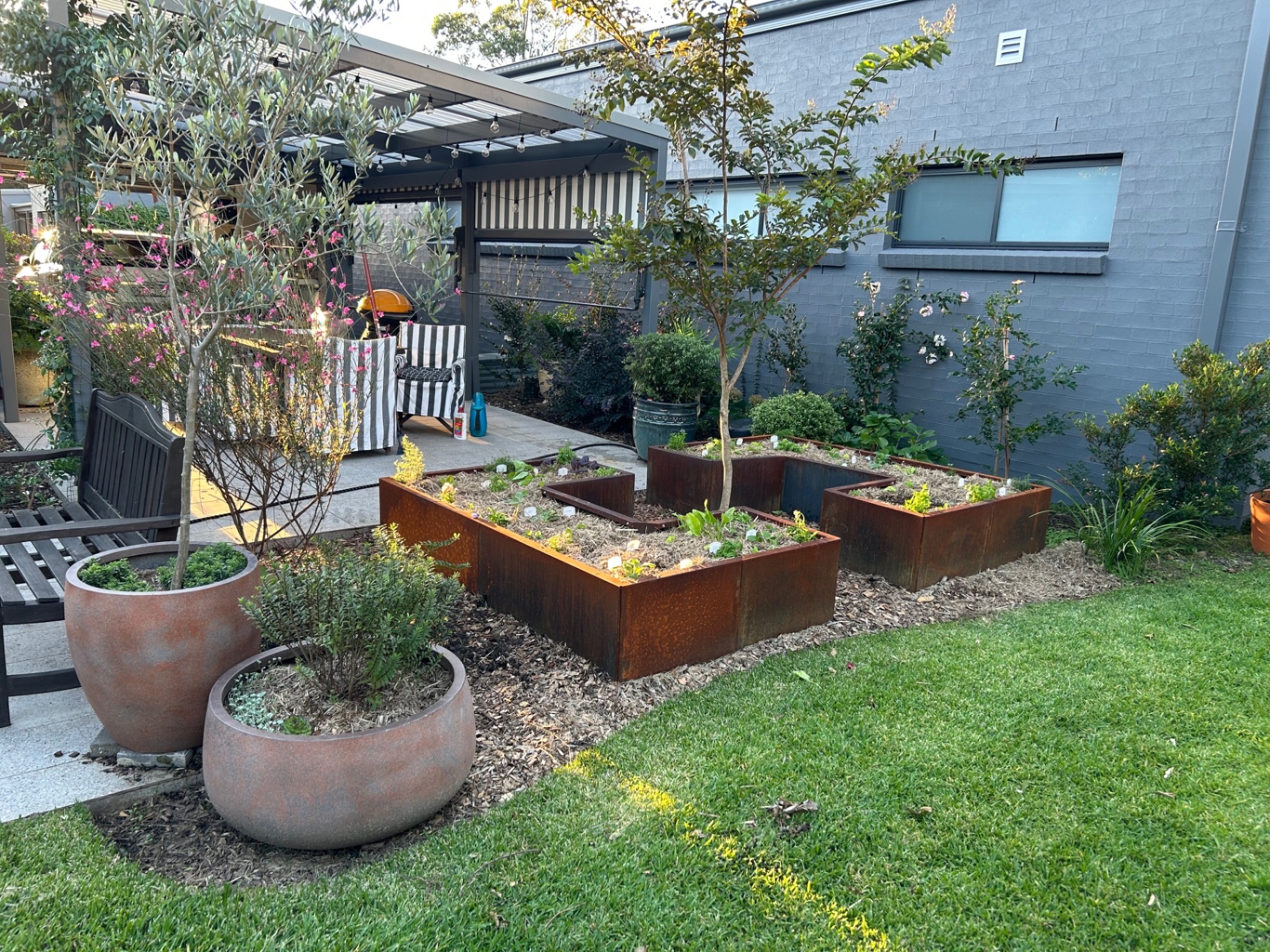 Corten steel raised garden beds with young fruit trees in a backyard